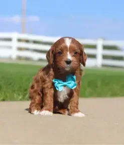 Mini Cavapoo Puppies