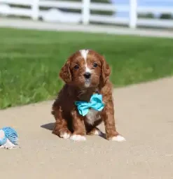 Mini Cavapoo Puppies