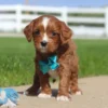 Mini Cavapoo Puppies
