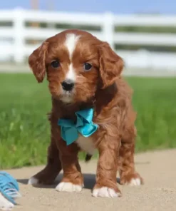 Mini Cavapoo Puppies